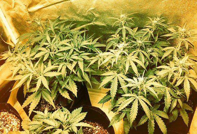 Старт цветения двух кустов Кустики по 30 см роста