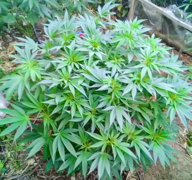 Куст конопли на 14 неделе выращивания Растение марихуаны высотой 130 см