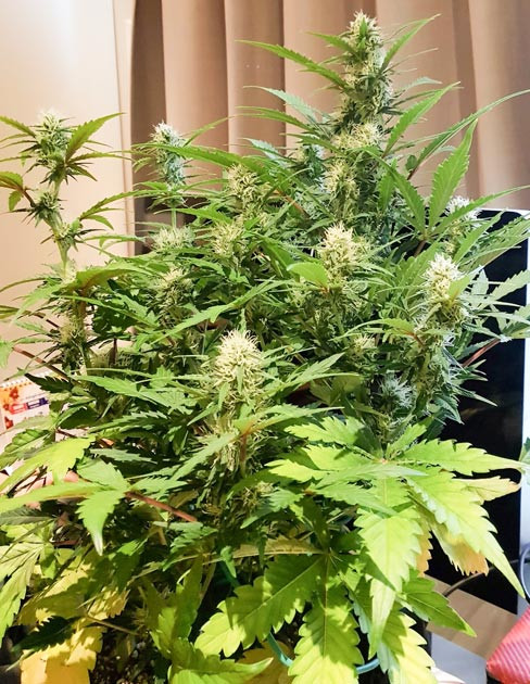Увеличение воды и удобрений Scout Cookies Auto