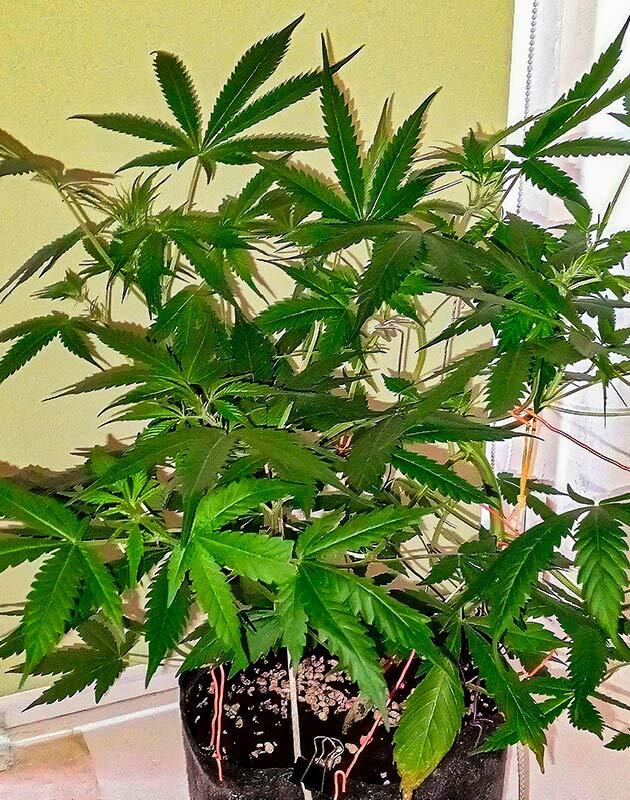 Куст Original Auto OG Kush от FastBuds на 8-9 неделе