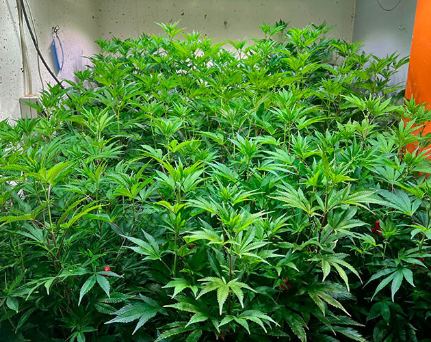 8 неделя выращивания конопли