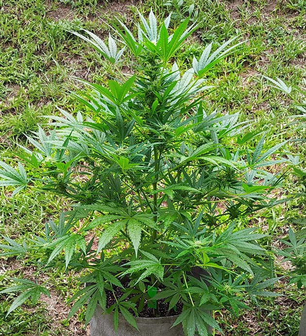 Формирование соцветий на кусте