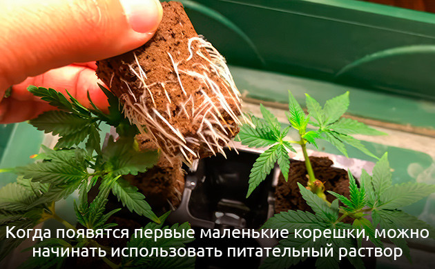 Управление температурой при клонировании конопли