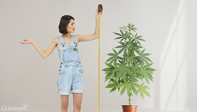 Высота куста конопли Измерение высоты куста каннабиса