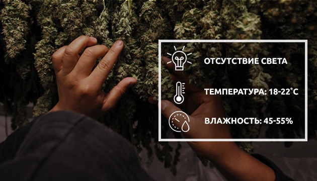 Правильная сушка шишек Сушка шишек конопли