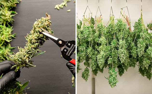 Методы тримминга шишек конопли Методы обрезки бутонов конопли