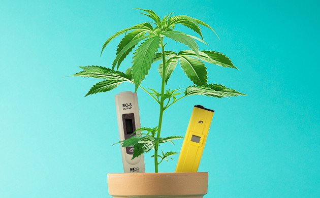 Удобрение каннабиса при нехватке азота