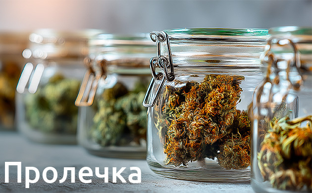 Этап пролечки марихуаны Процесс пролечки шишек каннабиса