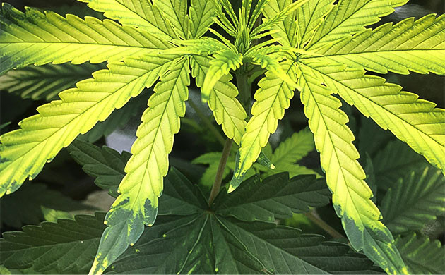 Как определить недостаток железа у конопли Признаки нехватки железа у марихуаны