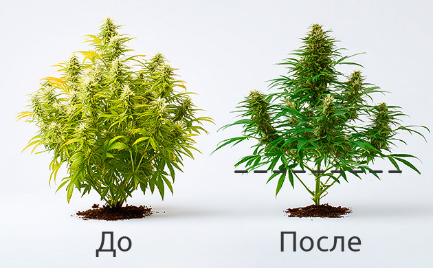 Польза лоллипоппинга конопли В чем смысл лоллипоппинга?