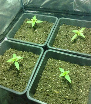 Ростки марихуаны Black Jack Auto в 1 неделю выращивания