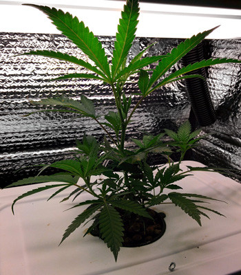 Клон ростом 17 см на 7 неделе выращивания