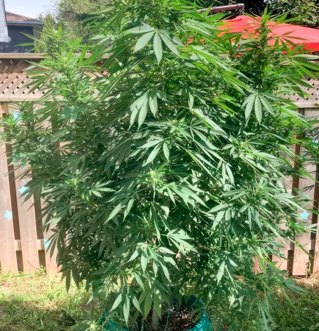 16 неделя развития Jack Herer от Seedkeepers