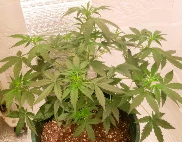 Марихуана на 6 неделе выращивания