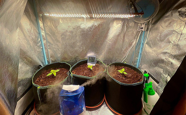 Рост и развитие саженцев Gorilla Auto Gorilla Auto подростки в гроубоксе