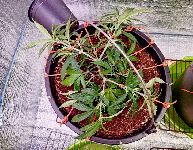 Марихуана на 3 неделе роста Метод LST конопли