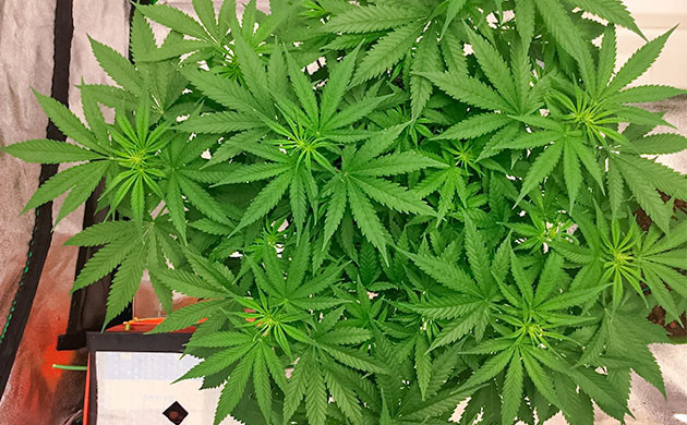 Тренировка куста Critical Kush Тренировка куста Critical Kush низким стрессом