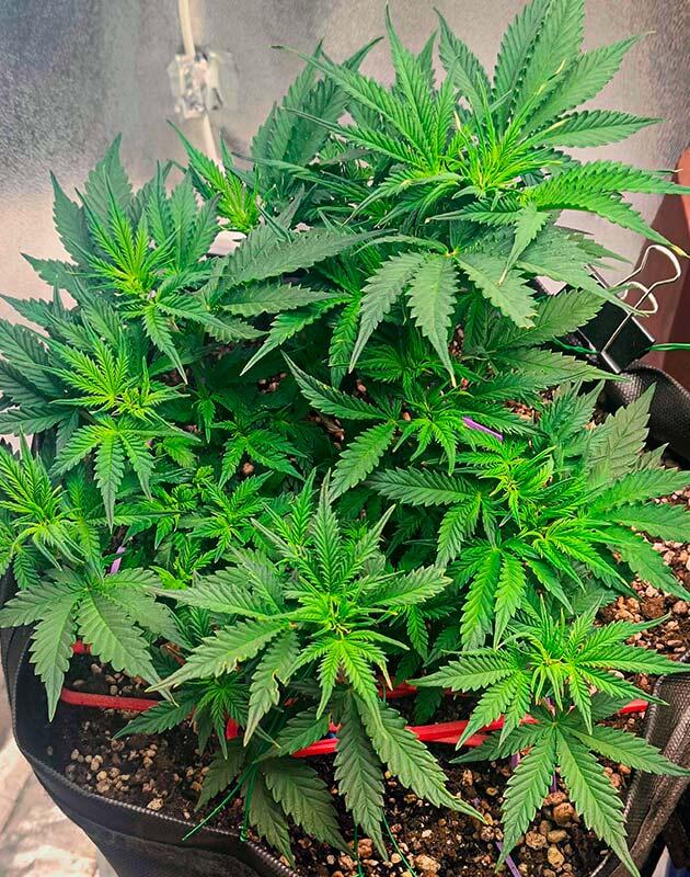 6 неделя Crystal WW Autoflower от Easy Grow Seeds