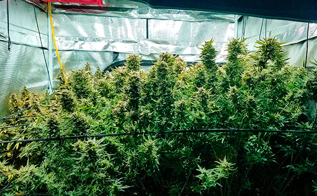 Куст Gelato Auto на 12-13 неделе выращивания дозревание трихом Gelato Auto