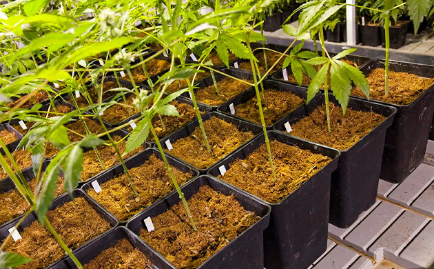 Как выращивать каннабис на кокосе