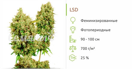 LSD от Сидбанка Семяныч
