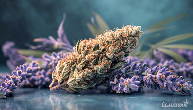 Эффекты каннабиса ТГК и КБД