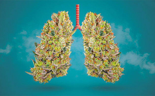 Хронические легочные последствия употребления марихуаны Легочные эффекты конопли после операций
