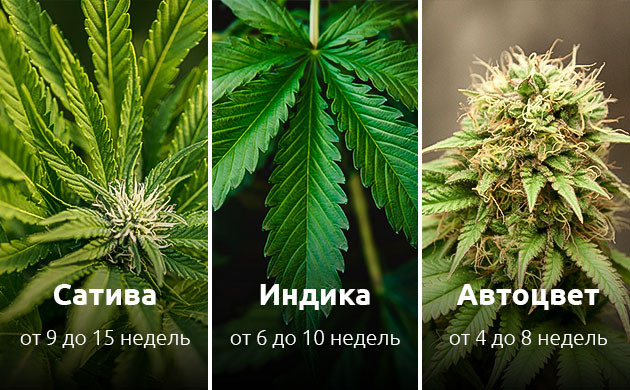 Как цветет конопля Норма цветения конопли