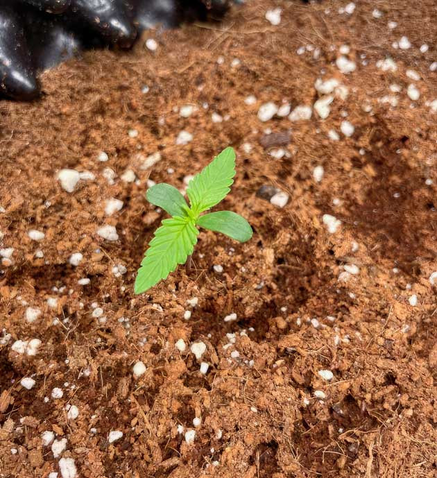 Проращивание семени и условия выращивания Проращивание Apricot Auto от FastBuds