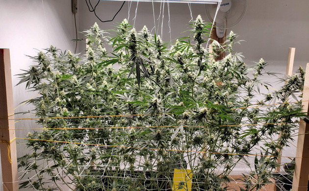 Подвязка кустов