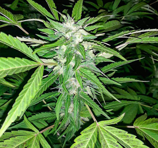 Сильный запах в конце грова Соцветие перед харвестом