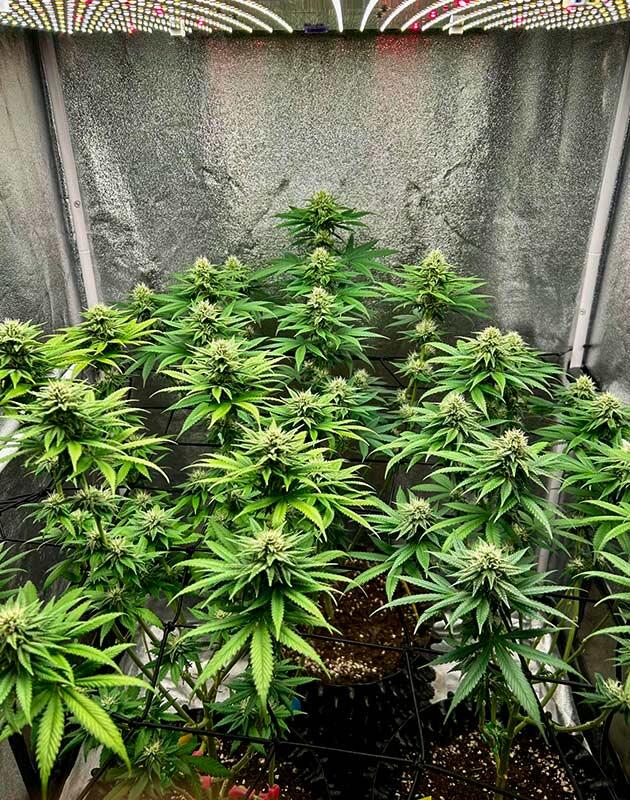 Марихуана на 10 неделе роста Конопля ростом 65 см