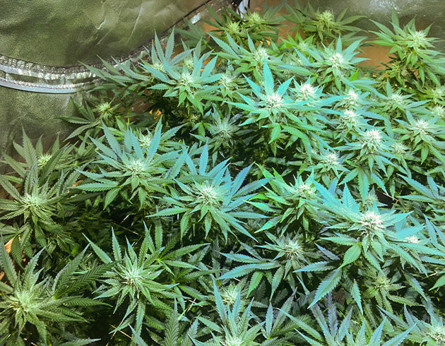 Четвертая неделя цветения Соцветия конопли с белыми стигмами