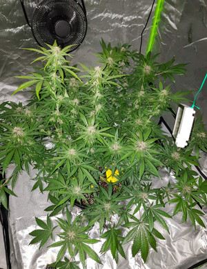 Куст конопли в гроубоксе Конопля в гроубоксе