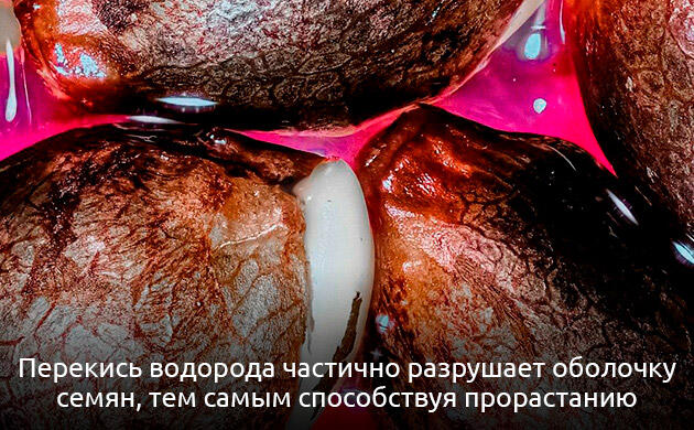 Семена каннабиса в процессе проращивания с H2O2