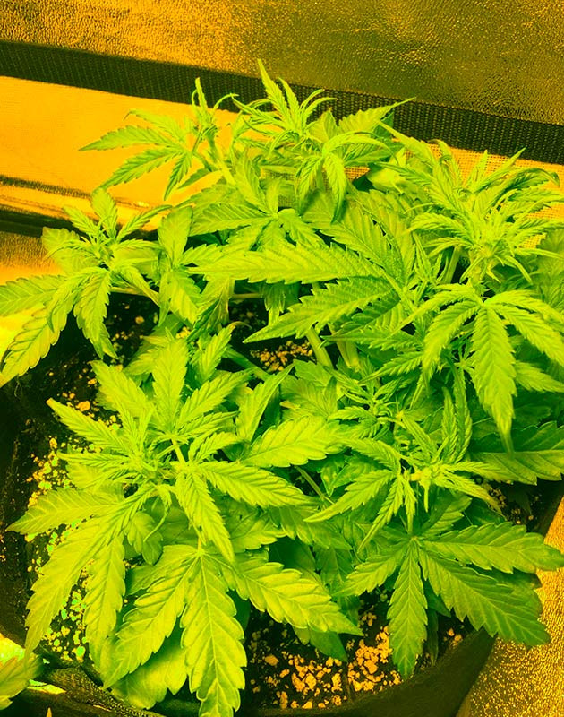 Стадия предцвета на одним из кустов Появление точек роста шишек