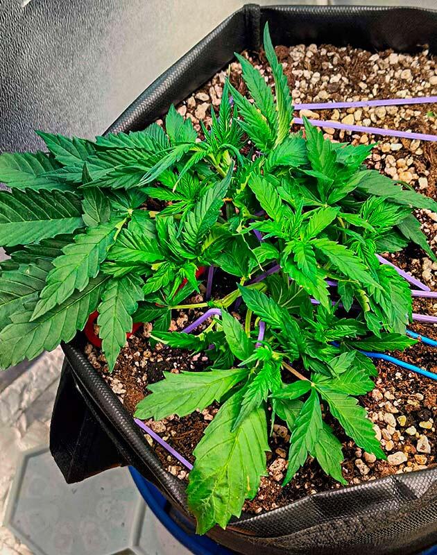 Куст Crystal WW Autoflower от Easy Grow Seeds на 4 неделе