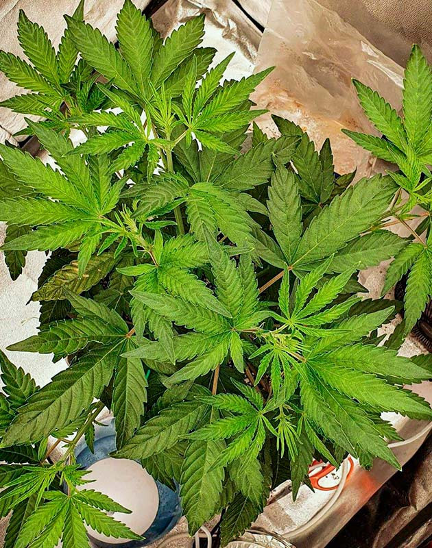 Состав удобрений Куст Planet of the Grapes RBX на 5 неделе выращивания