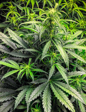 Куст ростом 50 см Признаки предцвета