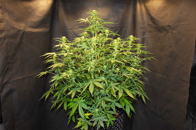 Рост куста 77 см на 7 неделе выращивания