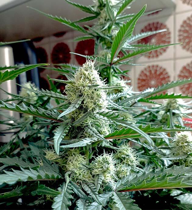  Куст White Widow Auto от FastBuds на 7 неделе