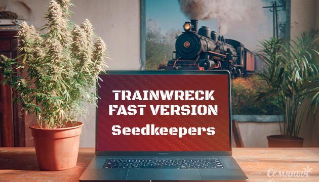 Гроурепорт сорта Trainwreck Fast Version от Seedkeepers