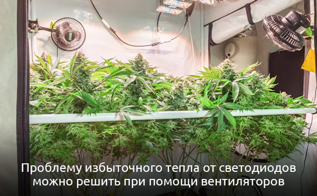 Вентиляция и здоровье растений Проблемы из-за плохой вентиляции