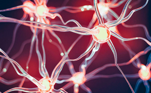 Омолаживающие свойства КБД Здоровье нейронов и каннабис