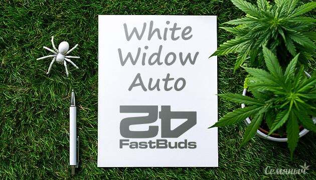 Гроурепорт сорта White Widow Auto от FastBuds