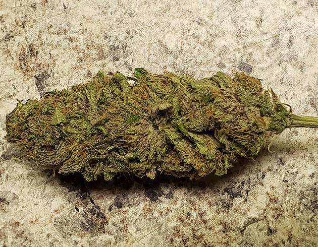 Шишка Peyote Critical Шишка после сушки