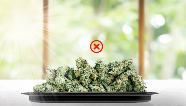 Сушка шишек