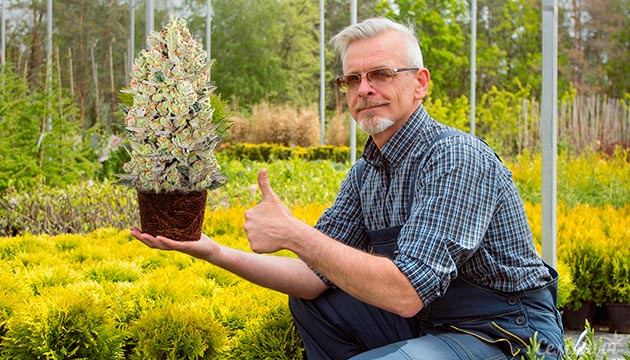 Выращивание на даче Гровер в саду с коноплей