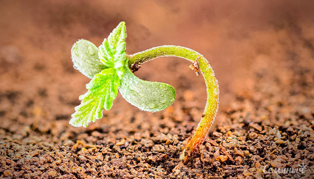 Почему саженцы конопли падают и что с этим делать Как предотвратить падение саженцев