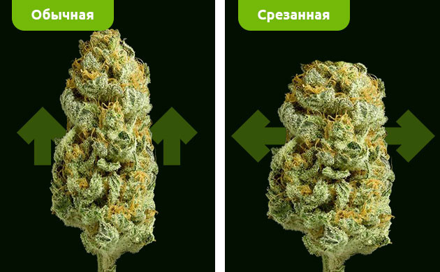 Различия между обрезанной и необрезанной шишкой Направление развития соцветия до и после обрезки